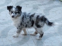 Haïlly Bleue des shelties de gaia