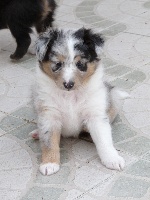 Hokkys bleu des shelties de gaia