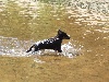 Henjie Brun des Shelties de Gaïa