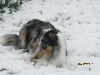 Hokkys bleu des shelties de gaia