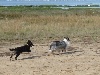 Henjie Brun des Shelties de Gaïa