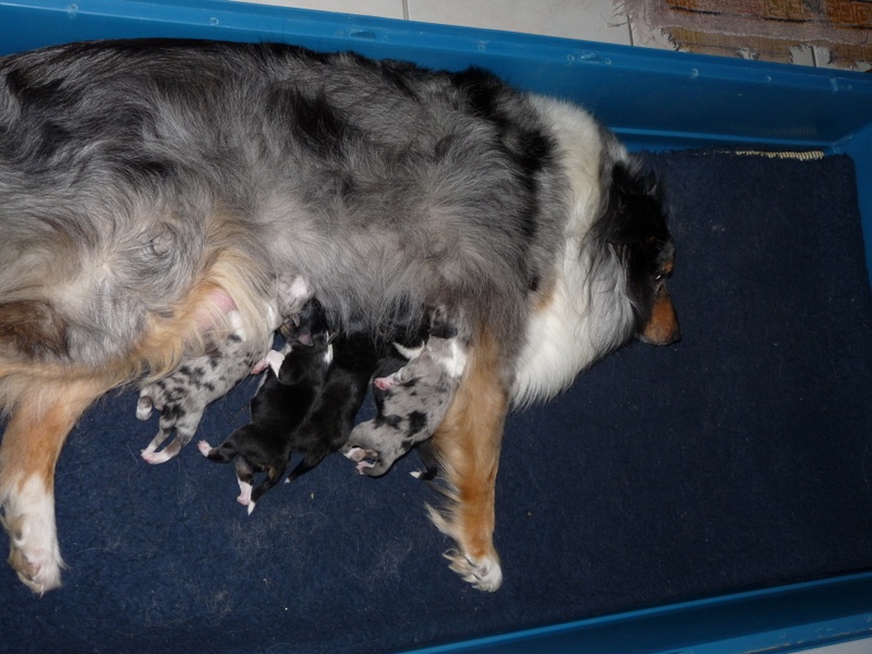 Des Shelties De Gaia - Shetland Sheepdog - Portée née le 13/01/2014