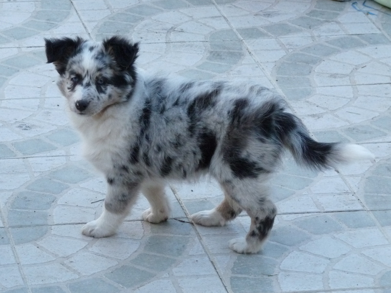 Haïlly bleue Des Shelties De Gaia