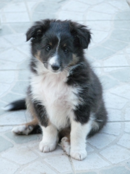 Hugo brun Des Shelties De Gaia