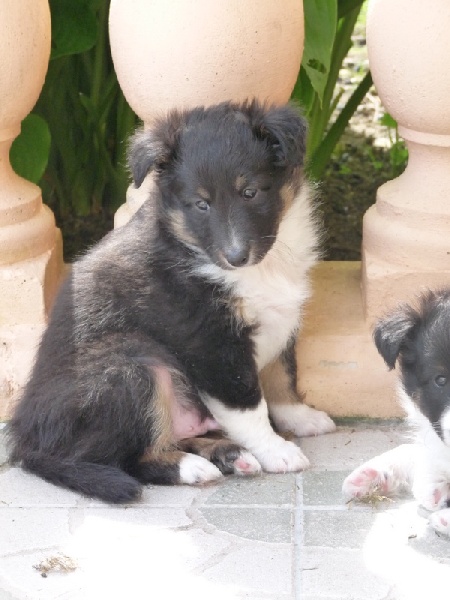 Henjie brun Des Shelties De Gaia
