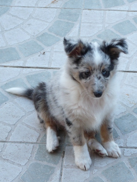Hermione bleue Des Shelties De Gaia
