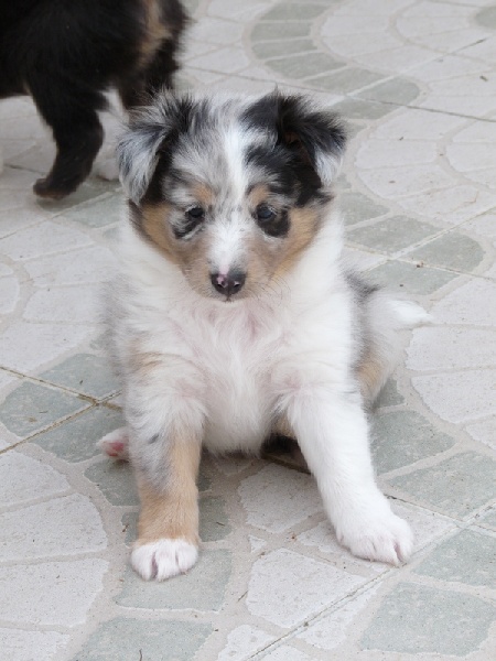 Hokkys bleu Des Shelties De Gaia