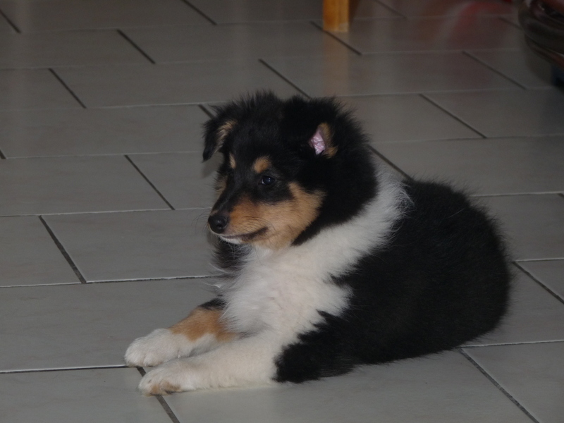 Jedai Des Shelties De Gaia