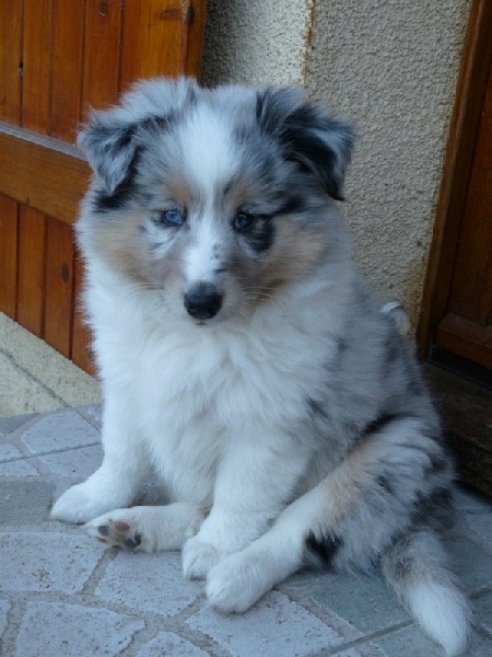 Jamaïque Des Shelties De Gaia