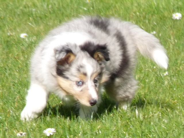 Janelle candy blue Des Shelties De Gaia