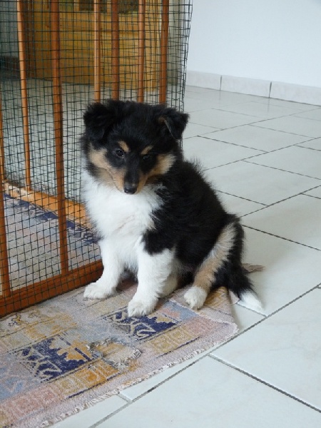 Jeena Des Shelties De Gaia