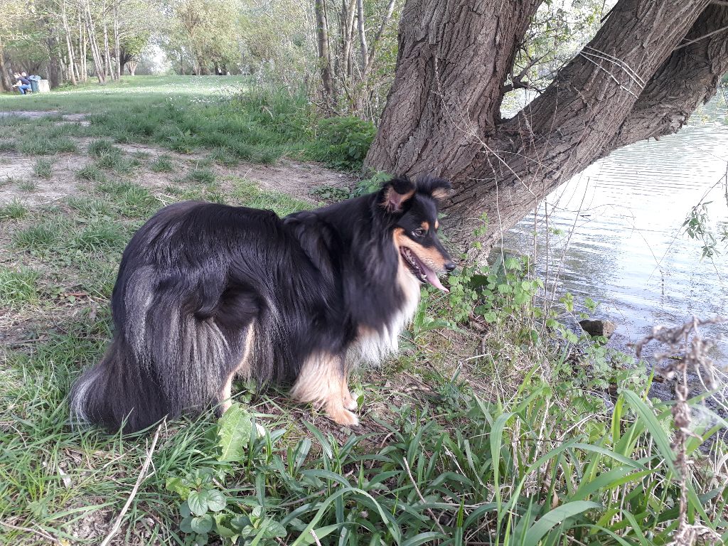 June Des Shelties De Gaia