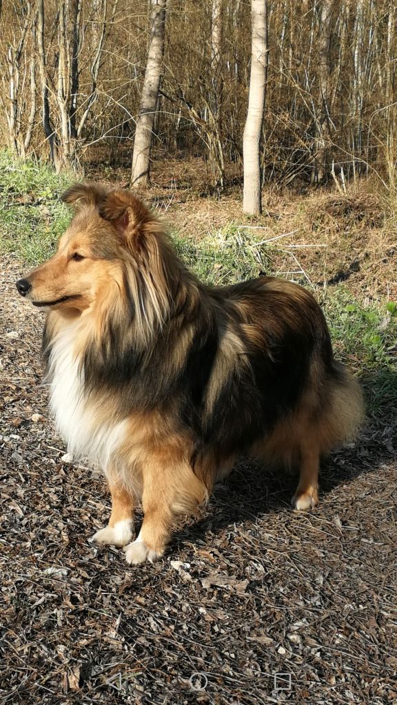 Shima Des Shelties De Gaia
