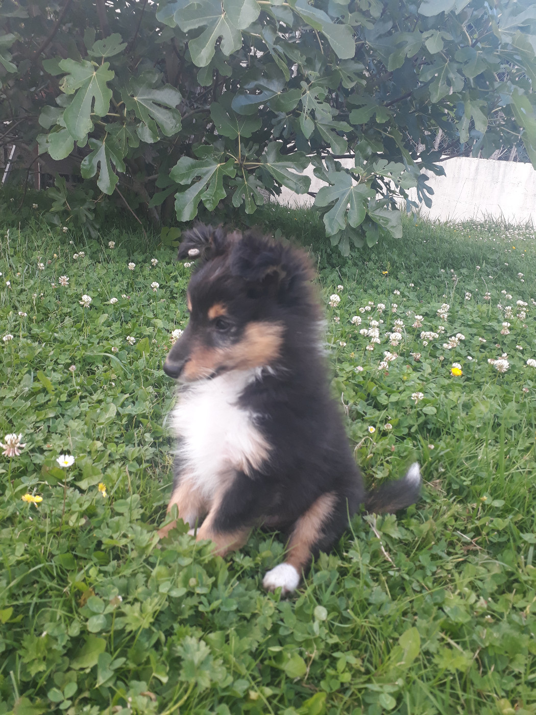 Rumpelstiltskin Des Shelties De Gaia