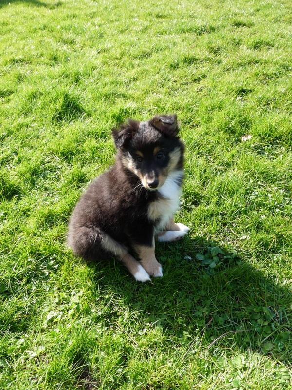 June Brune Des Shelties De Gaia