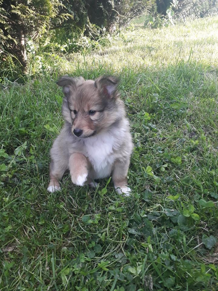 Sonic Des Shelties De Gaia