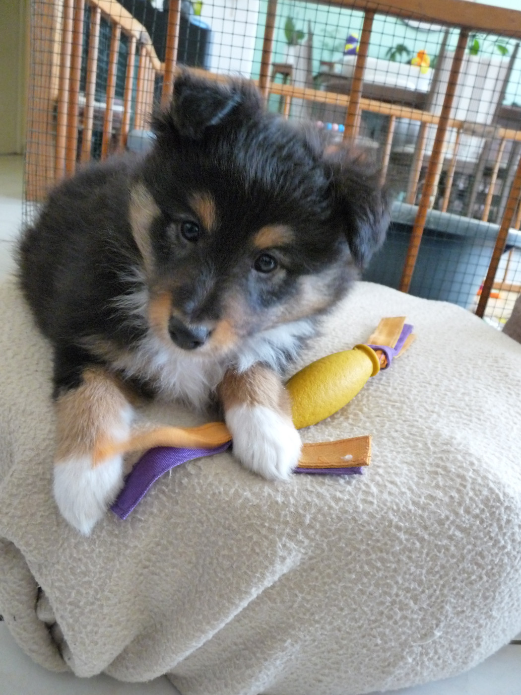 Sunny Brun Des Shelties De Gaia