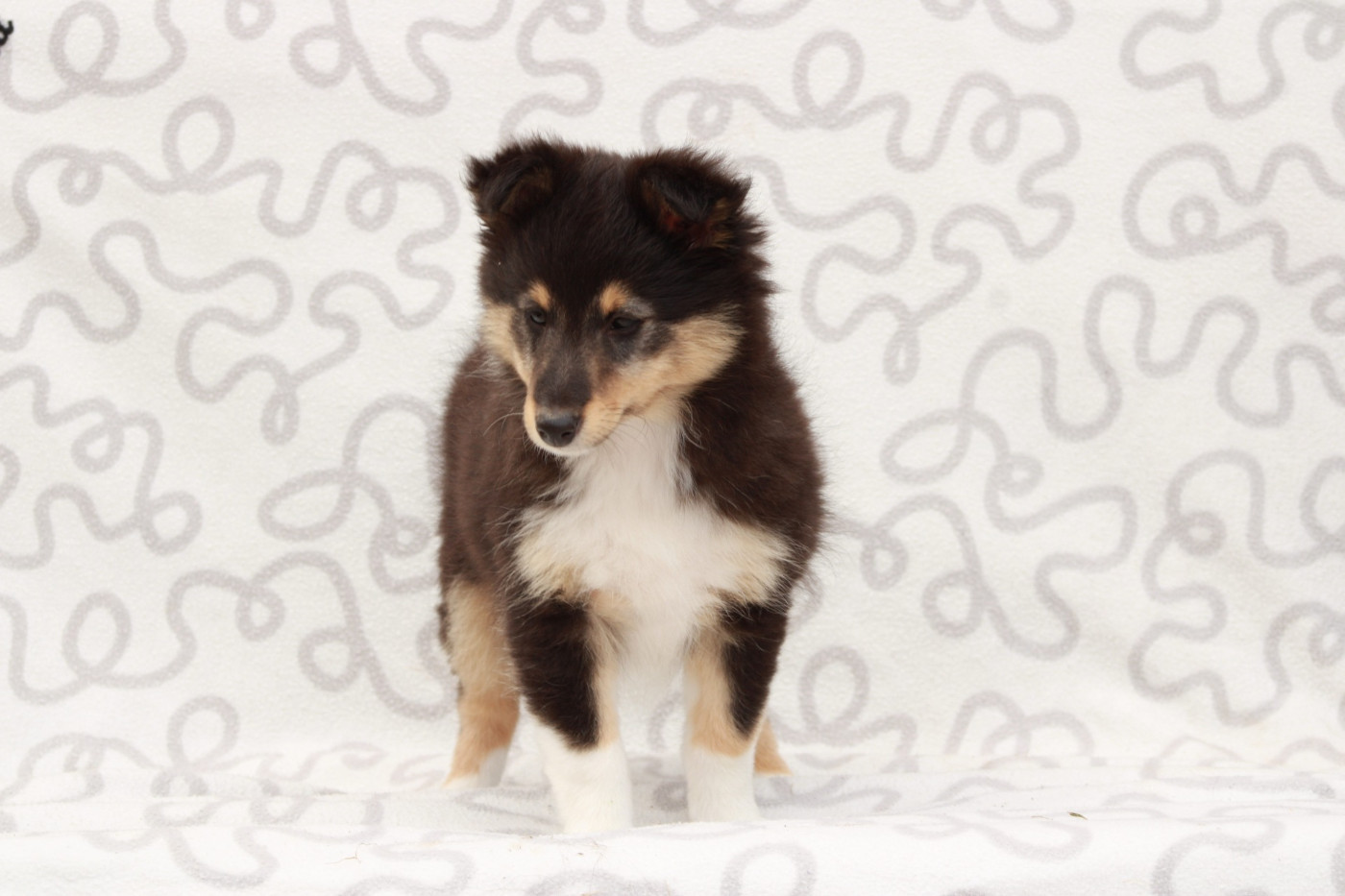 Ushka Brune Des Shelties De Gaia