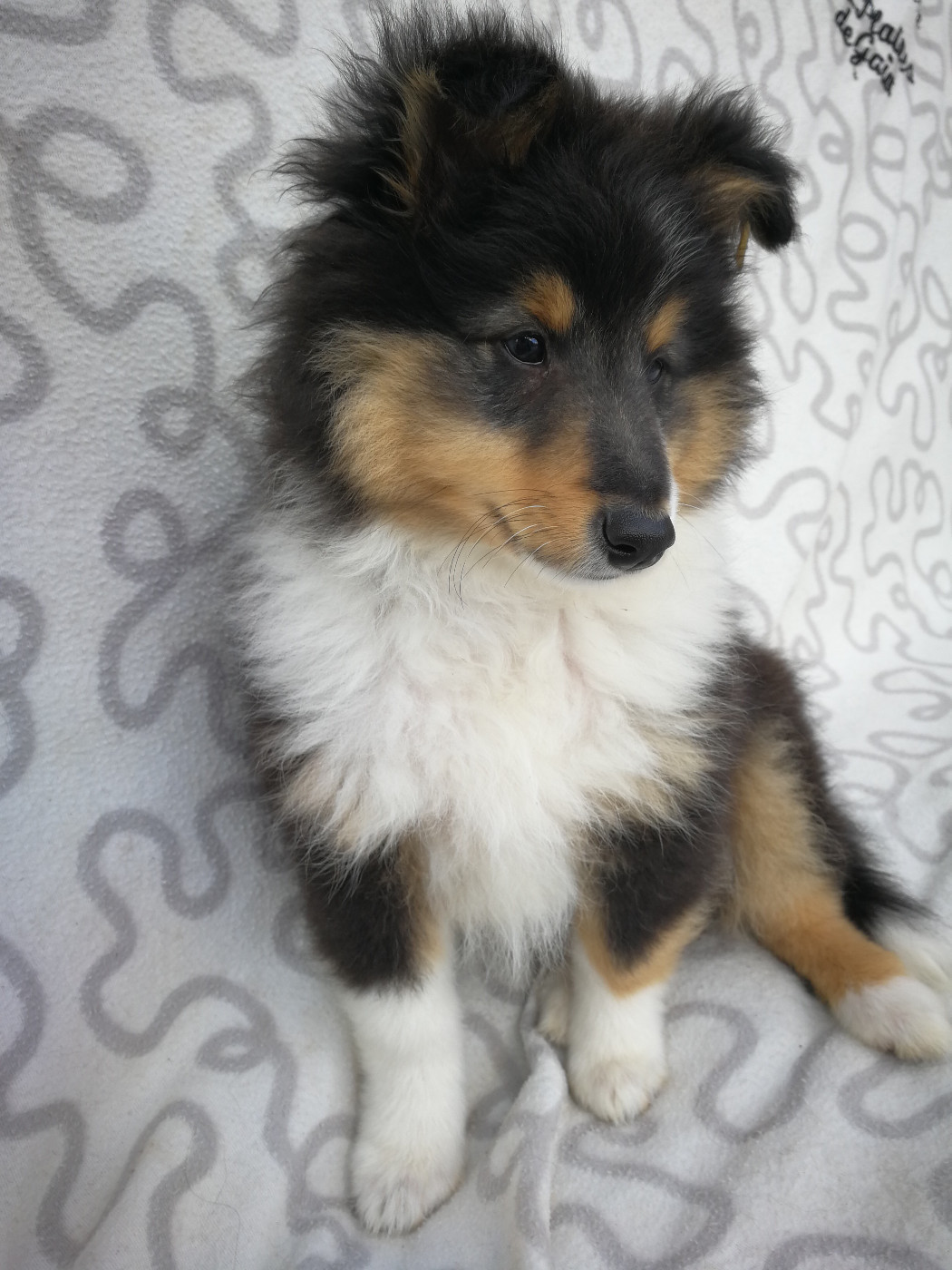 Ursule Brun Des Shelties De Gaia