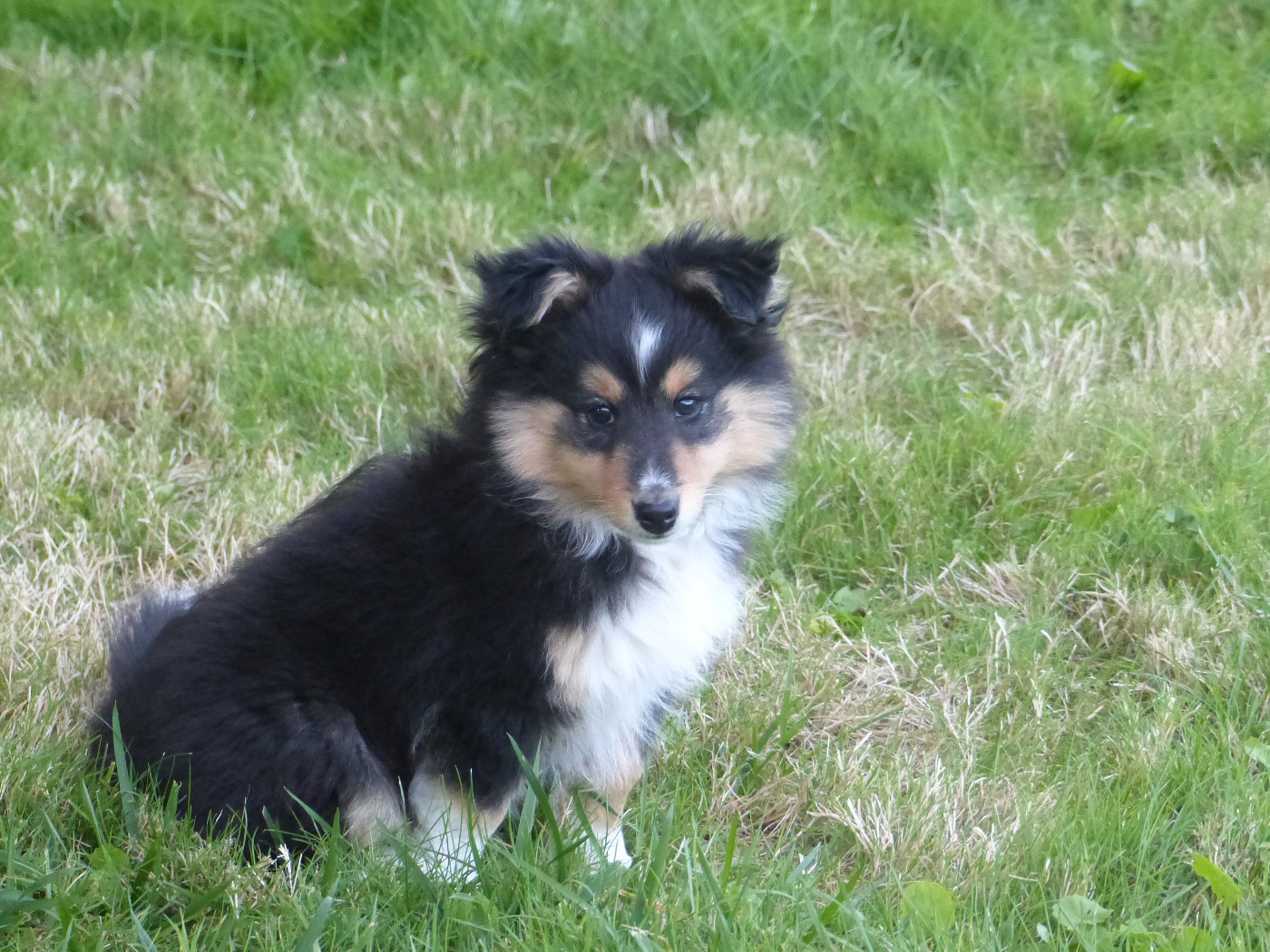 Alac Brun Des Shelties De Gaia