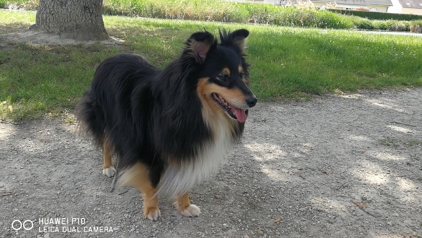 June Brune Des Shelties De Gaia