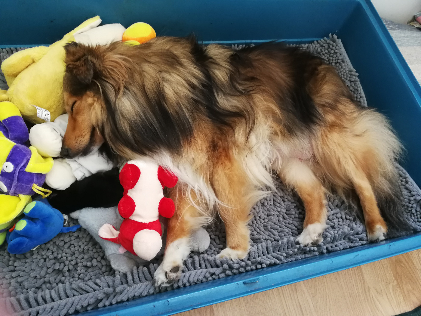 Des Shelties De Gaia - Shetland Sheepdog - Portée née le 02/07/2025