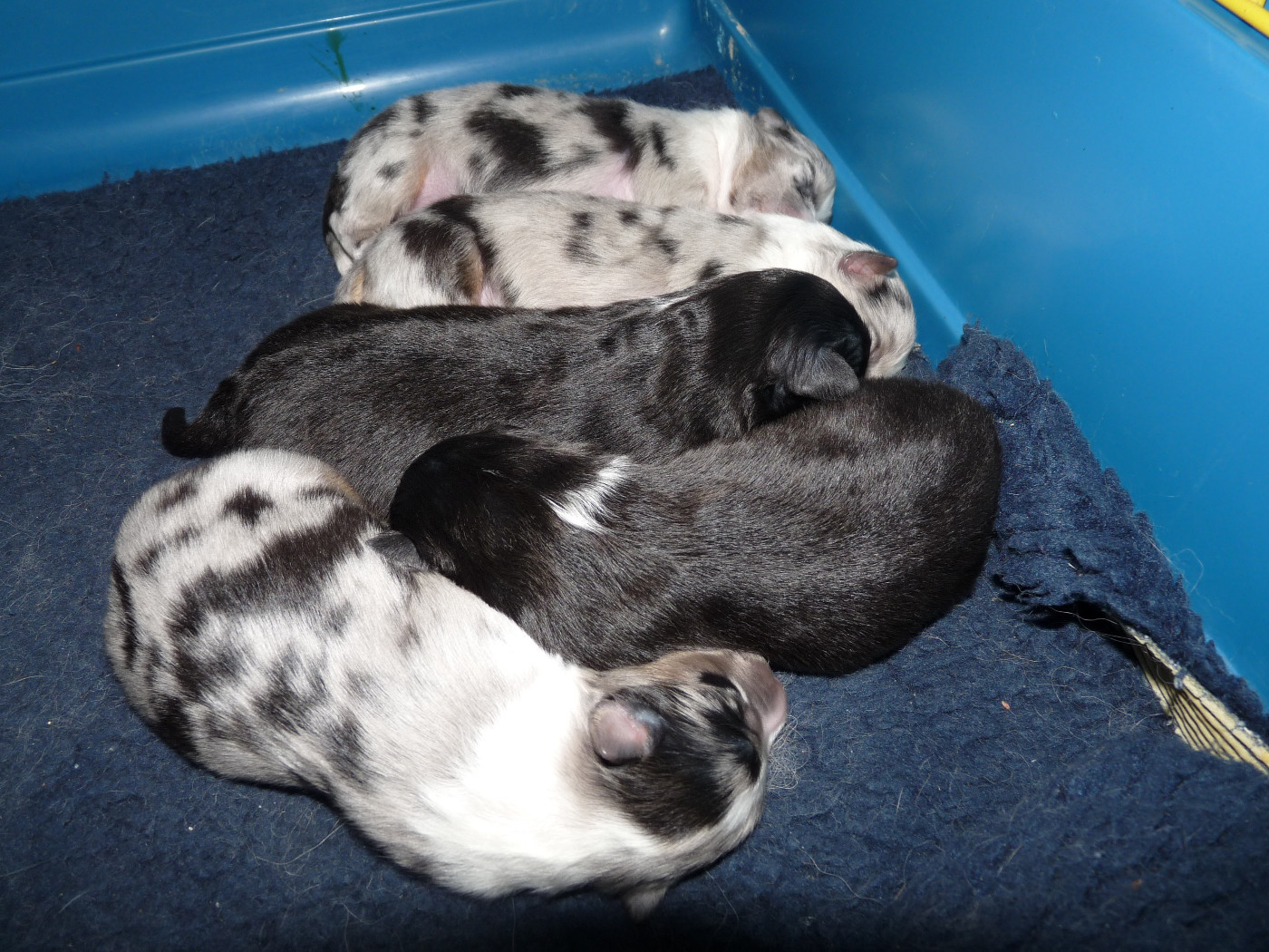 Des Shelties De Gaia - Shetland Sheepdog - Portée née le 22/04/2012