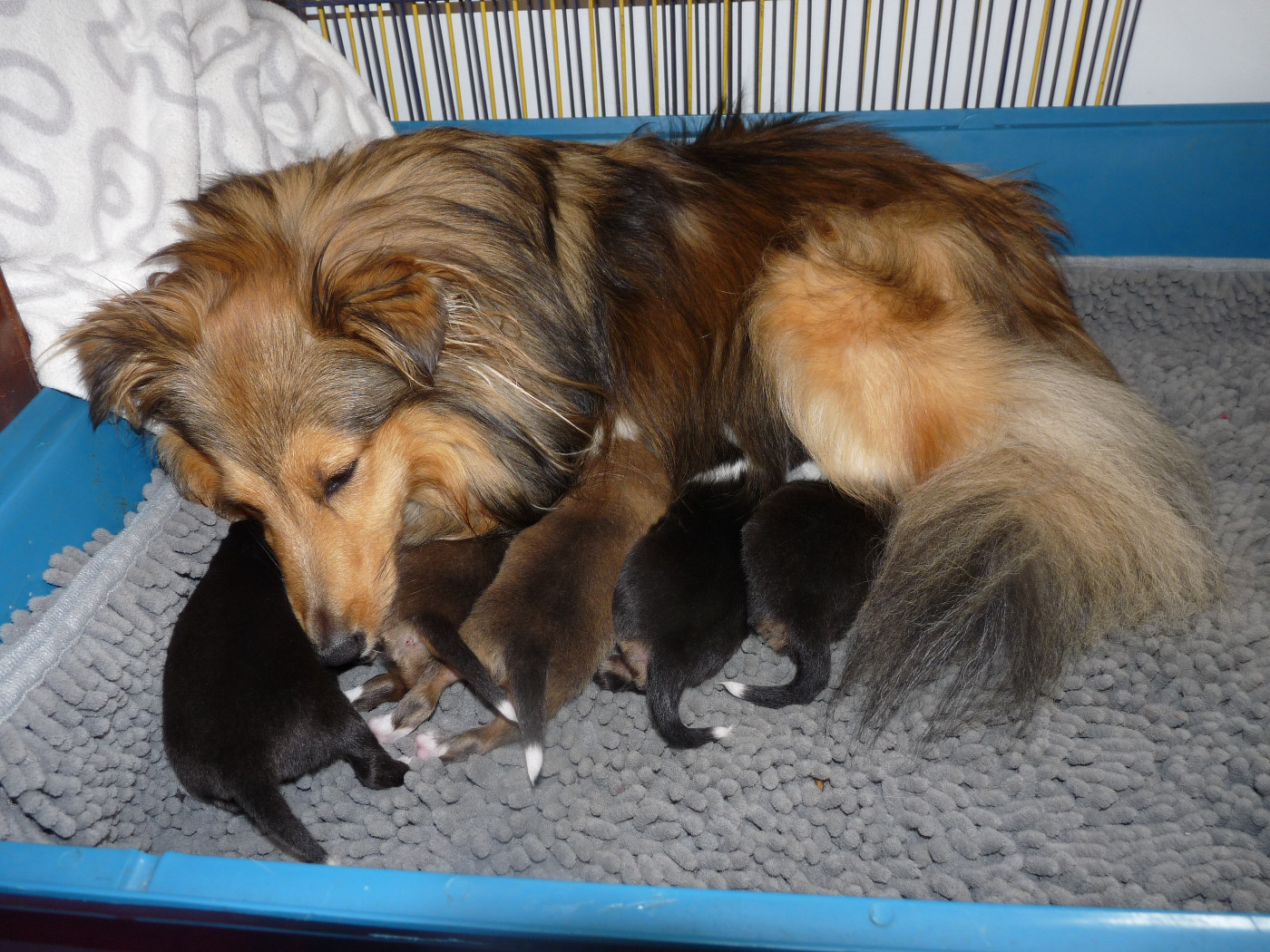 Des Shelties De Gaia - Shetland Sheepdog - Portée née le 22/07/2023