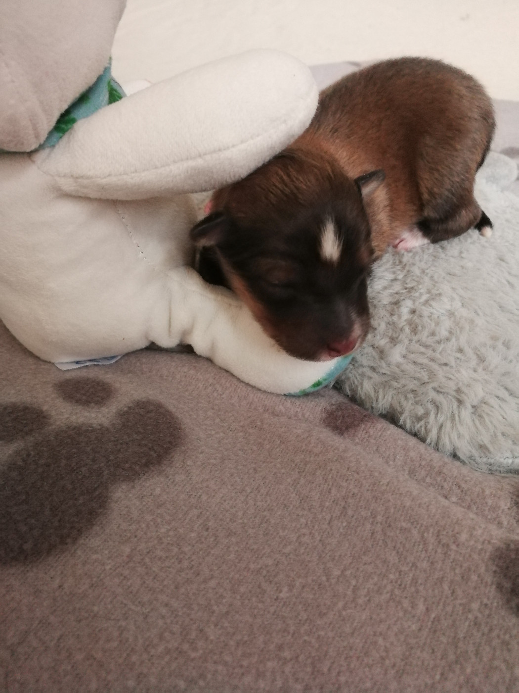 Des Shelties De Gaia - Chiots disponibles - Shetland Sheepdog