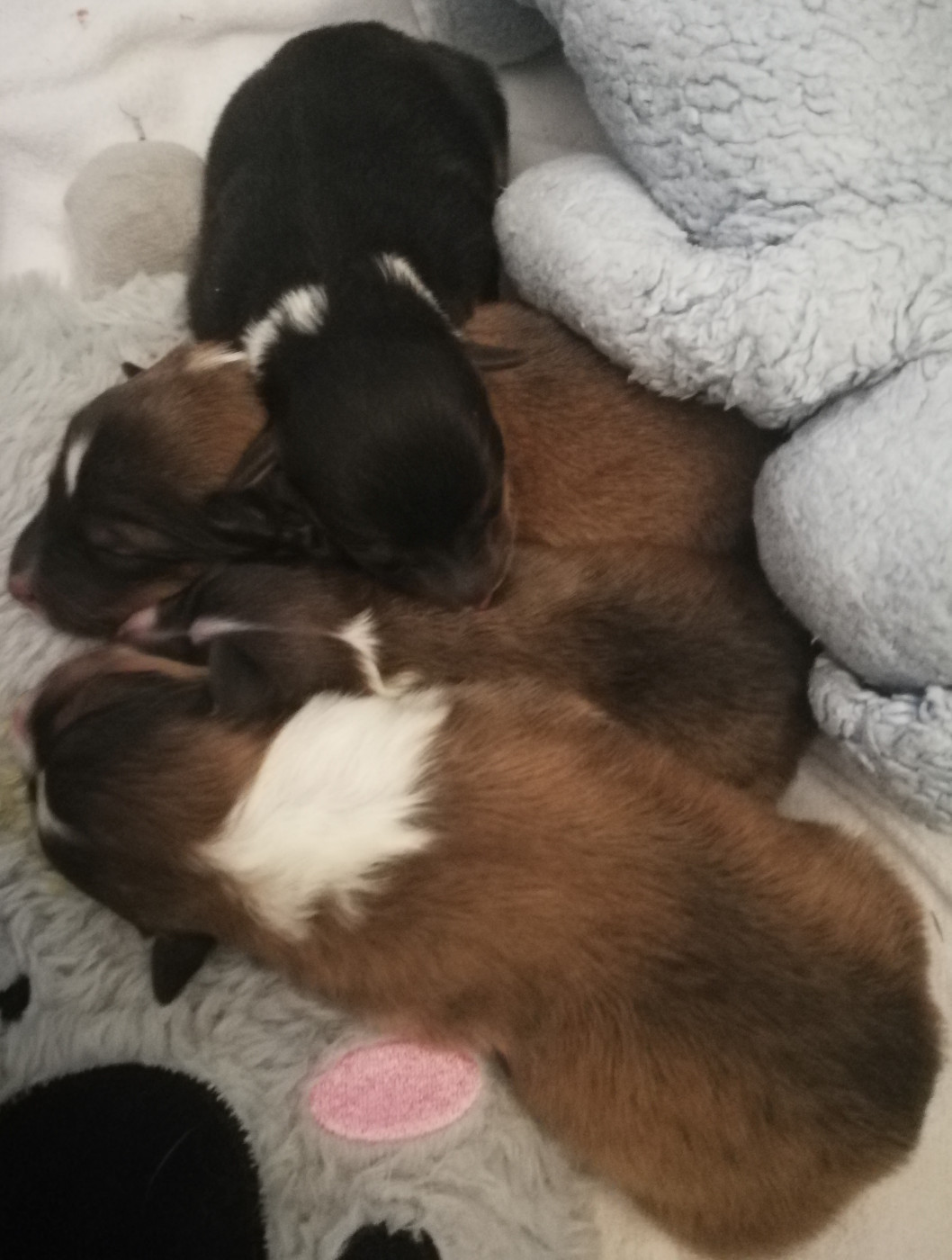 Chiot Shetland Sheepdog Des Shelties De Gaia