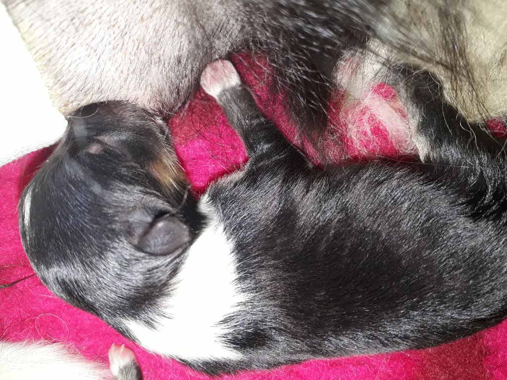 Des Shelties De Gaia - Shetland Sheepdog - Portée née le 08/04/2020