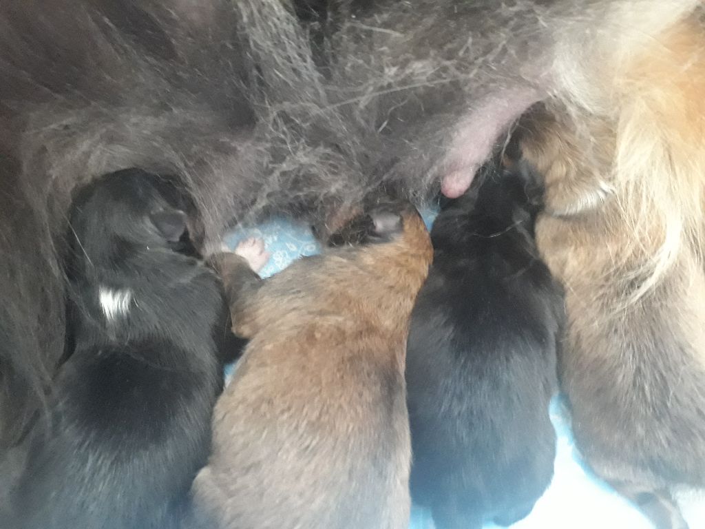 Des Shelties De Gaia - Shetland Sheepdog - Portée née le 01/04/2021