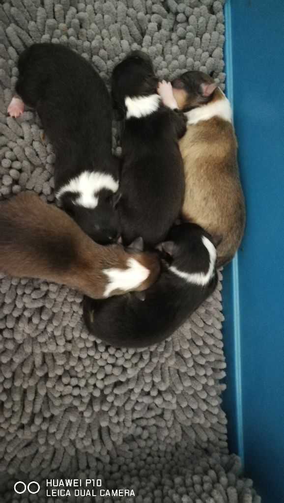 Chiot Shetland Sheepdog Des Shelties De Gaia